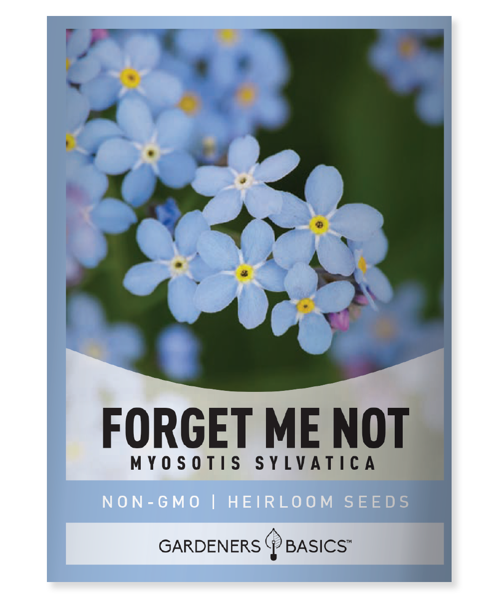 forget me not seed to flower time Forget Me Not Flower Seeds for Planting