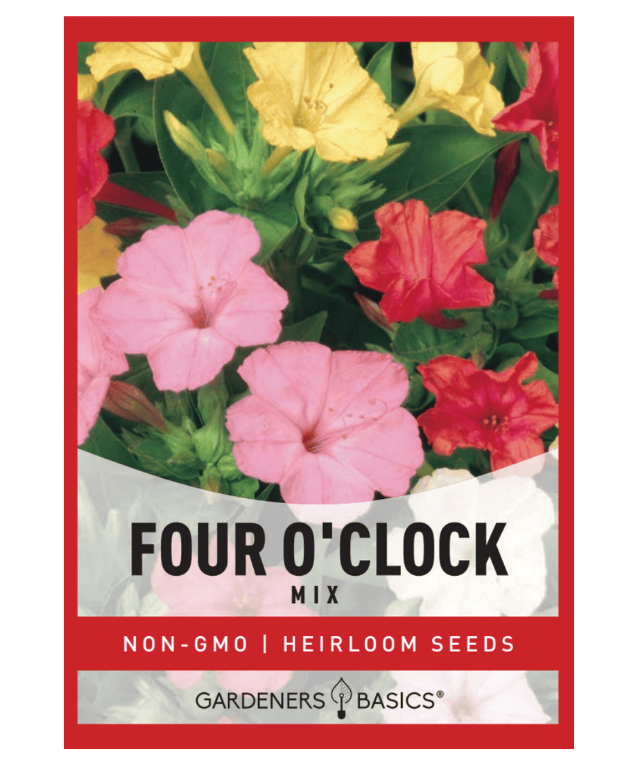 low maintenance flower seeds Formula Mix Four O'Clock Seeds: Garden Favorite with Vibrant Colors