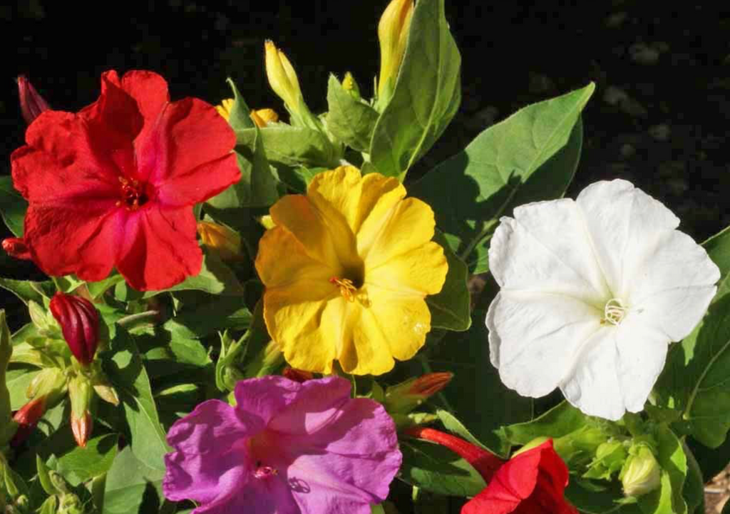 Bring Your Garden to Life with Formula Mix Four O'Clock Seeds