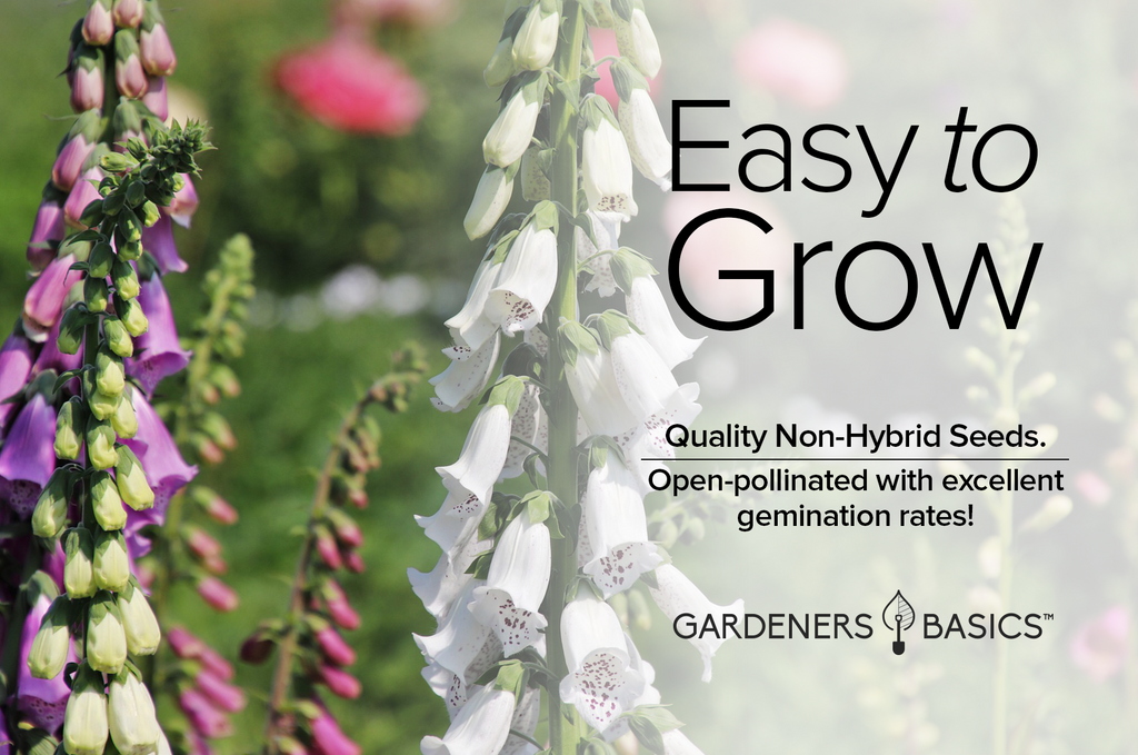 Add Height to Your Garden with Foxglove Flower Spikes