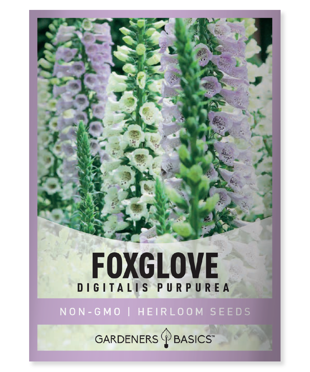 white fox flower seeds Foxglove Seeds For Sale: Add These Pretty Flowers To Your Garden – Gardeners Basics
