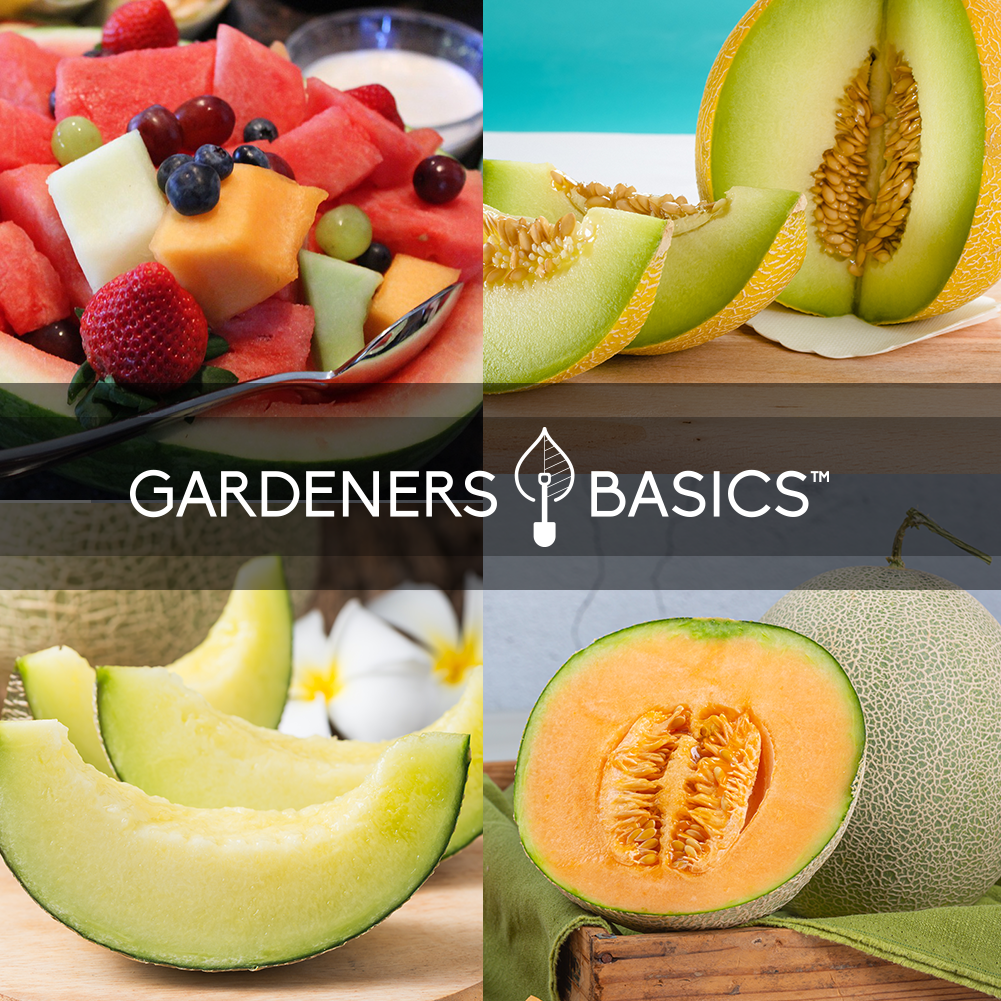 Grow Your Own Melons: 5 Varieties for a Flavorful Harvest