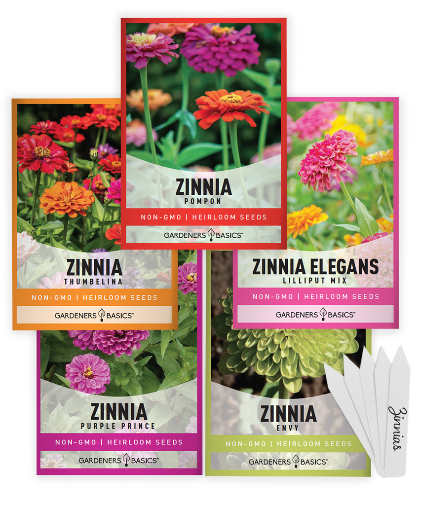 zinias zenia giant blue zinna's zinnas zina blend big dwarf semillas de flores hermosas fall zinnia seeds bulk flower seeds packets flower seed fall flower seeds pink zinnia seeds zinnia seed blend wholesale cheap garden zinna flower seeds flowers 