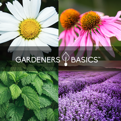 Aromatic and Soothing: Plant Your Own Herbal Tea Garden with These Seeds