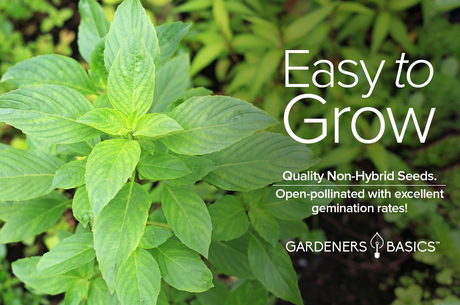Savor the Aroma of Thai Basil: Grow Your Own with High-Quality Seeds