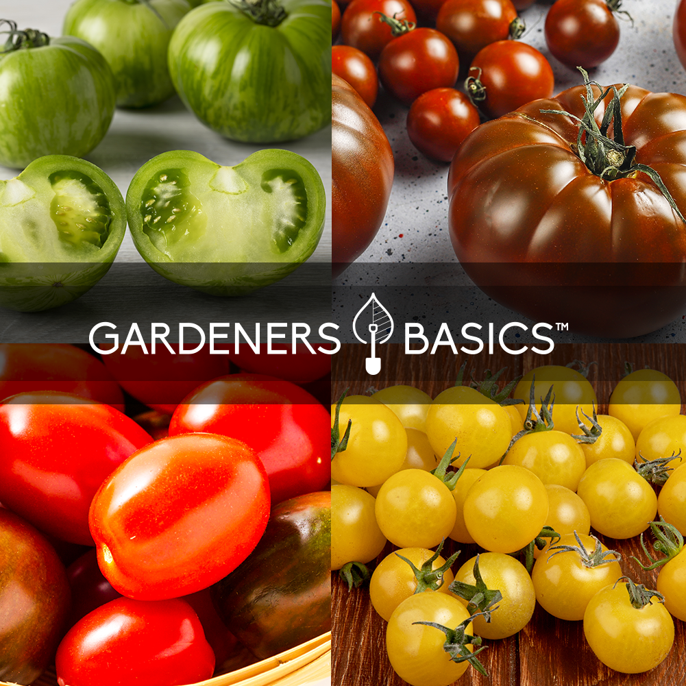 Stock Up on Tomatoes for the Year: 16 Heirloom Varieties in One Pack