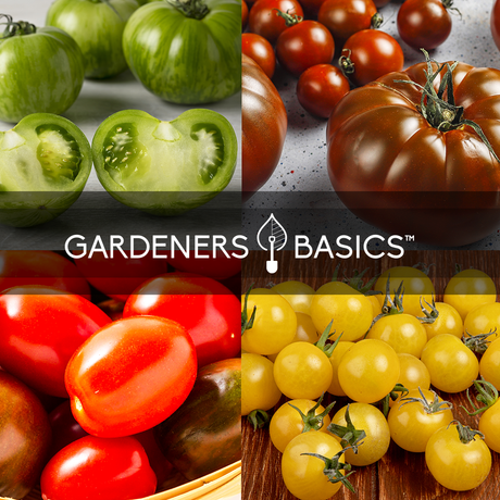 Stock Up on Tomatoes for the Year: 16 Heirloom Varieties in One Pack