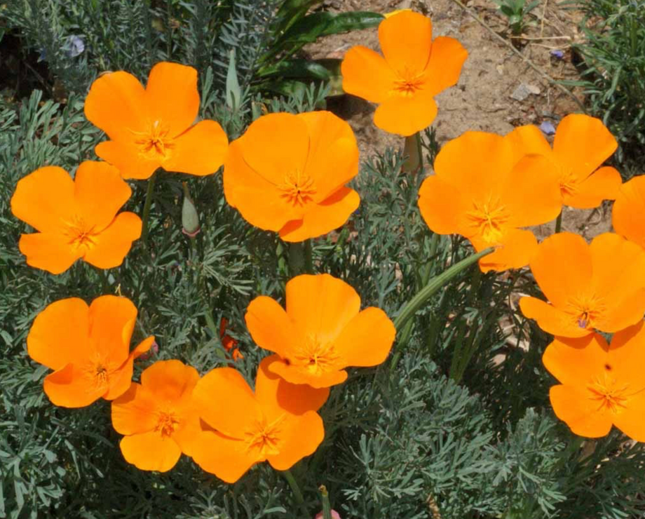 California Poppy Seeds For Sale - Transform Your Garden into Paradise –  Gardeners Basics