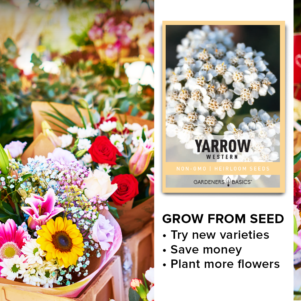 Gardening with Western Yarrow: Growing Tips and Tricks