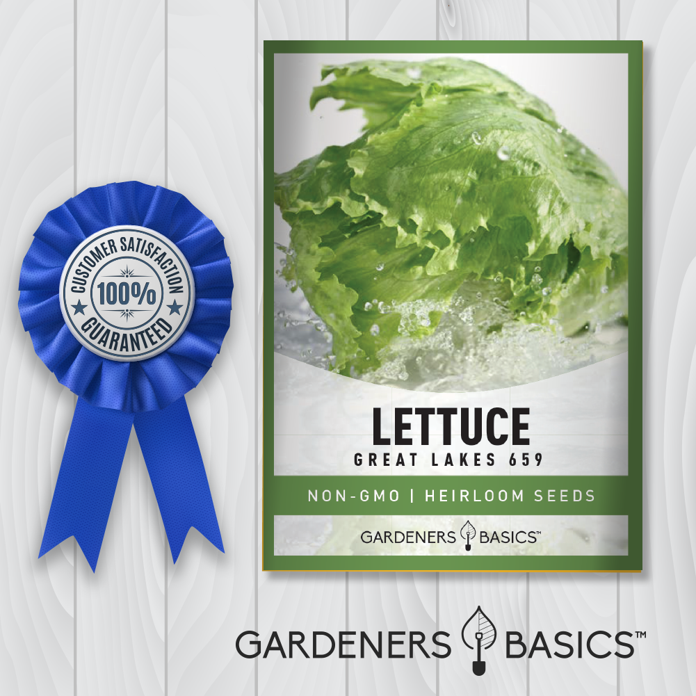 Great Lakes 659: The Ultimate Lettuce Seeds for Fresh Salads