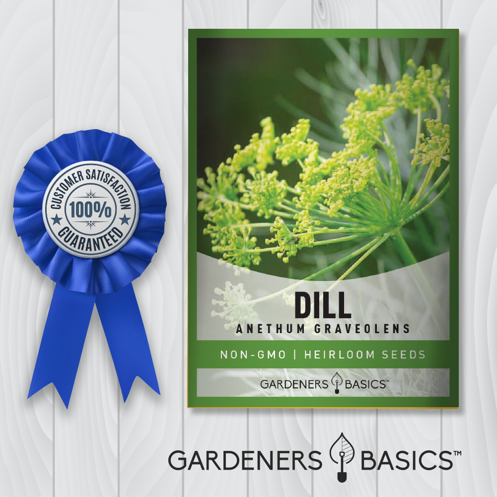 Organic Gardening Essentials: Premium Bouquet Dill Planting Seeds