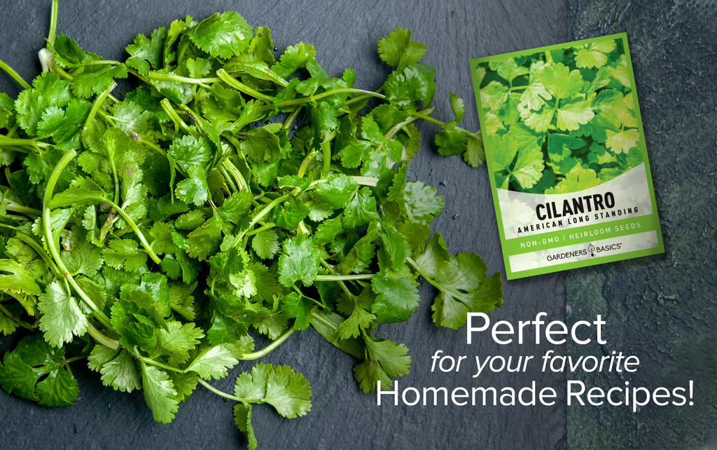 High-Quality American Long Standing Cilantro Seeds for Your Garden
