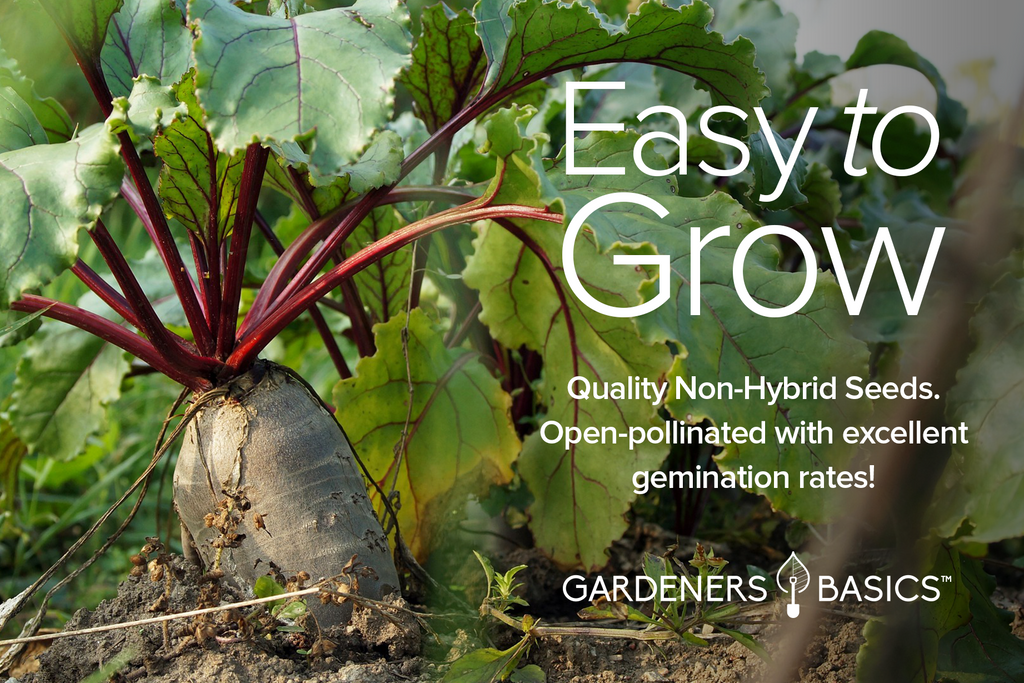 Create Your Own Beet Salad Garden with Gardeners Basics' 5 Variety Pack of Seeds