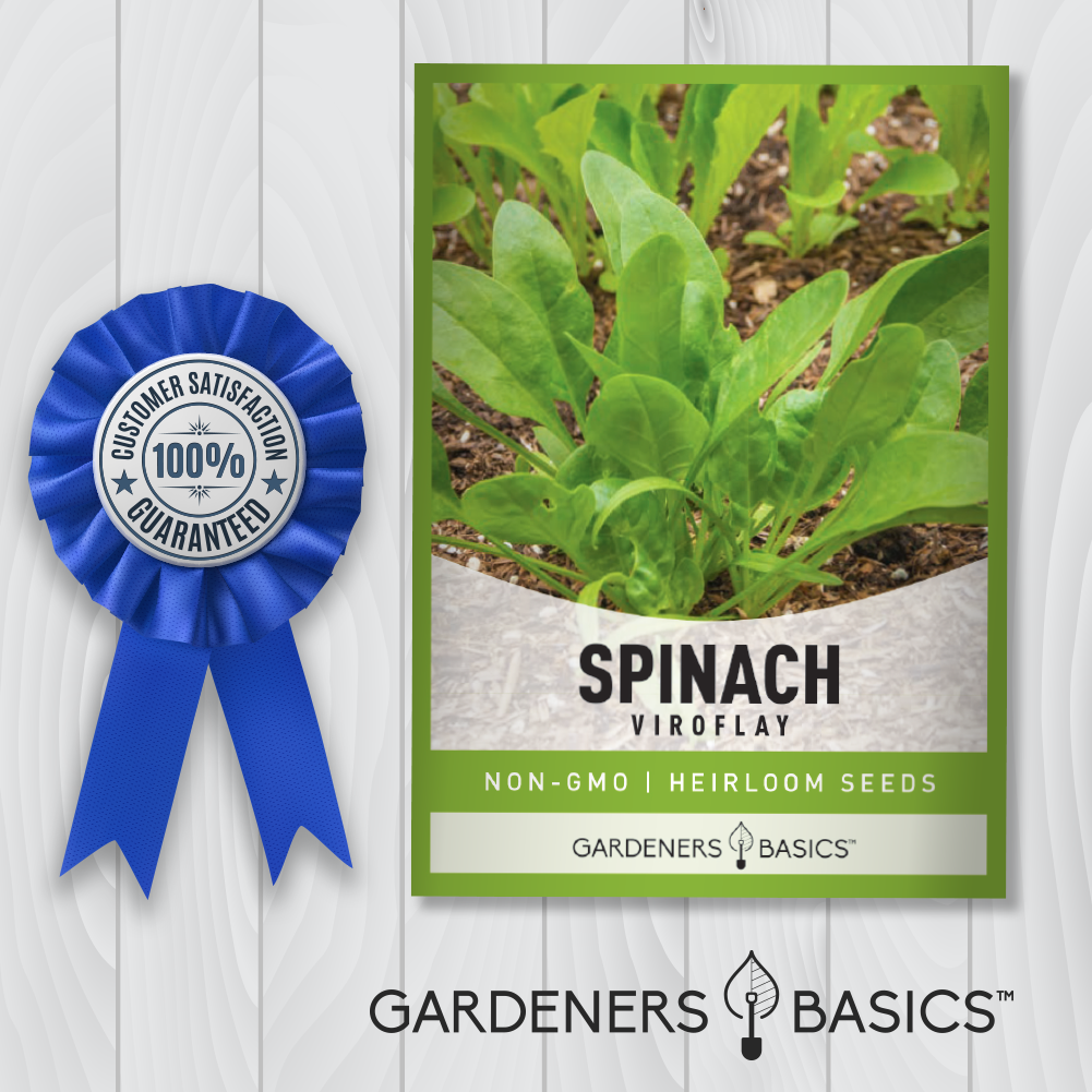 Viroflay Spinach Seeds: The Ultimate Choice for Gardeners