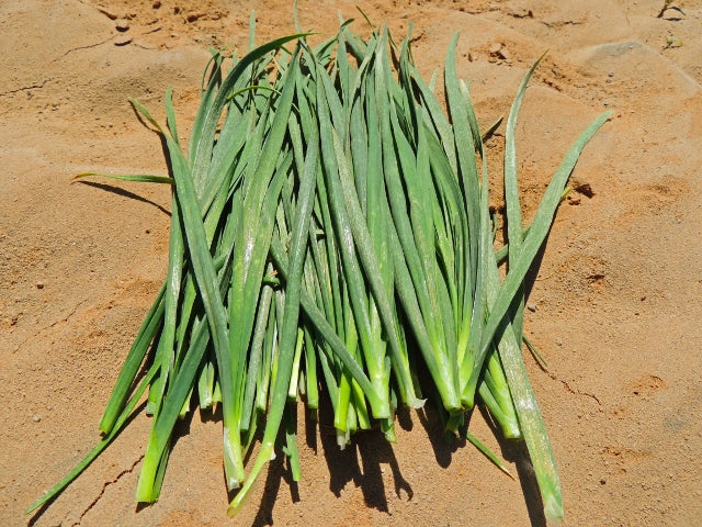 Grow Garlic Chives at Home: High-Quality Seeds for Aromatic & Nutrient-Rich Herbs