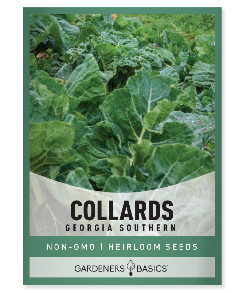 Georgia Southern Collard Seeds Collard Seeds for Planting Heirloom Collard Seeds Non-GMO Collard Seeds Nutrient-Rich Collard Greens Easy-to-Grow Collards Organic Collard Seeds Southern Collard Greens Home Gardening Vegetable Garden Sustainable Gardening Superfood Greens Pest-Resistant Collards Cold-Tolerant Collards Healthy Greens Collard Greens Nutrition Southern Tradition Flavorful Collards Culinary Garden Leafy Greens