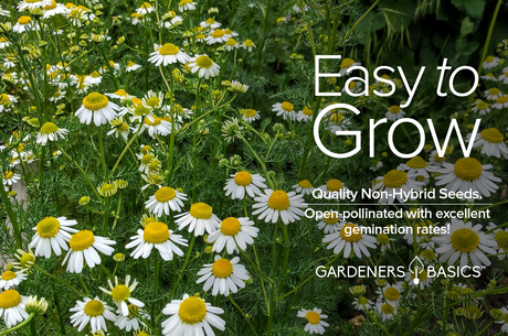Quality German Chamomile Seeds: Create Your Own Calming Sanctuary