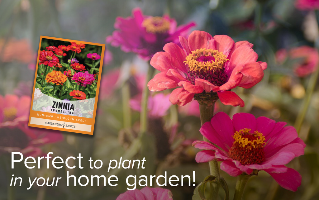 Zinnia Thumbelina: The Compact Plant with Big Impact