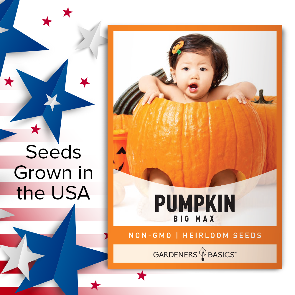 High-Quality Big Max Pumpkin Seeds: Your Secret Ingredient for Garden Success