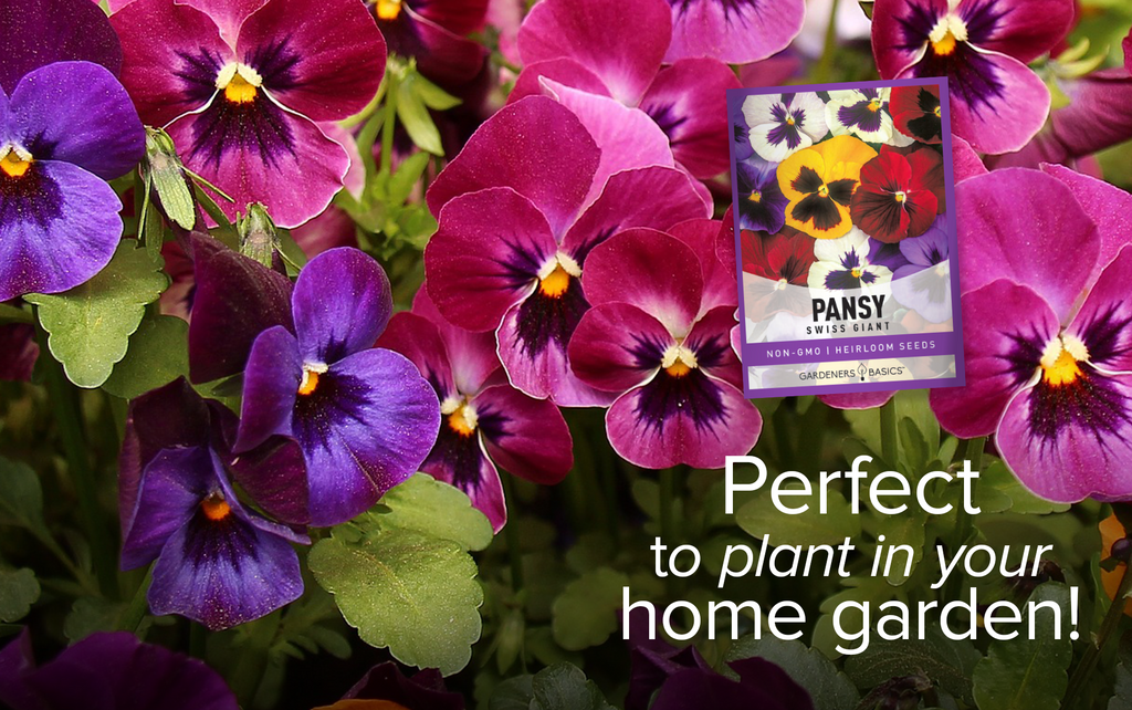Make Your Garden Stand Out with Pansy Swiss Giants Mix Seed Mix