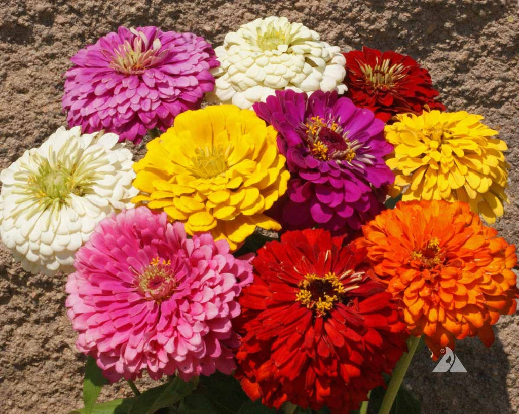 Zinnia Dahlia Flowered Mix: A Mexican Native That Thrives in Full Sun
