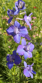 Delphinium Consolida: The Mediterranean Beauty of Rocket Larkspur Imperial Mix