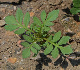 Why French Marigold Petite Mix is the Perfect Addition to Your Garden