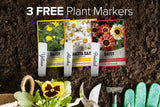 Non-GMO Daisy Seeds for Safe and Sustainable Gardening