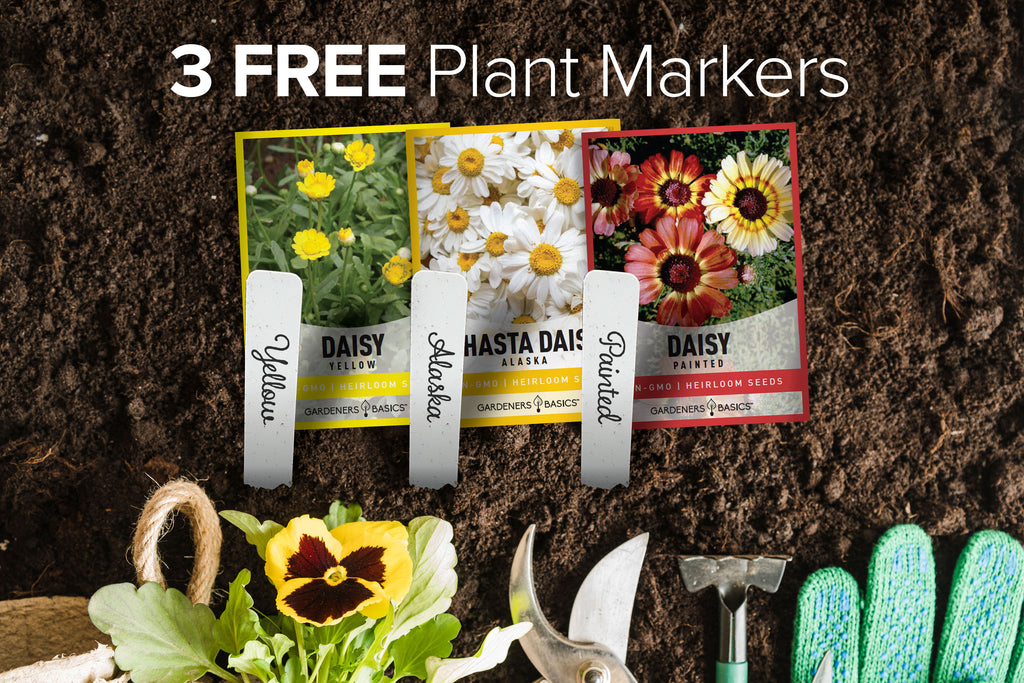 Non-GMO Daisy Seeds for Safe and Sustainable Gardening