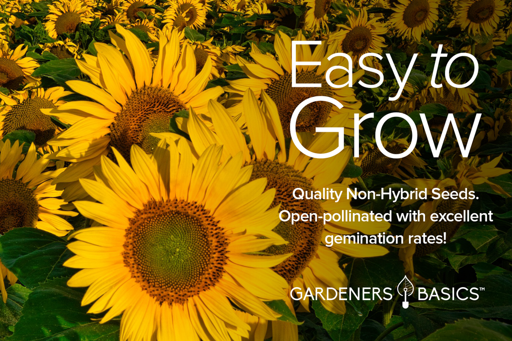 Make Your Garden Shine with Our 5 Pack of Sunflower Seeds for Planting