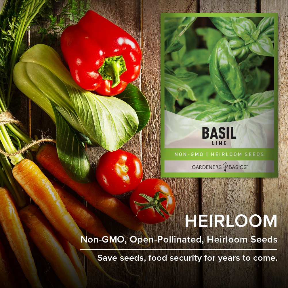 Experience the Joy of Growing Heirloom Lime Basil in Your Garden