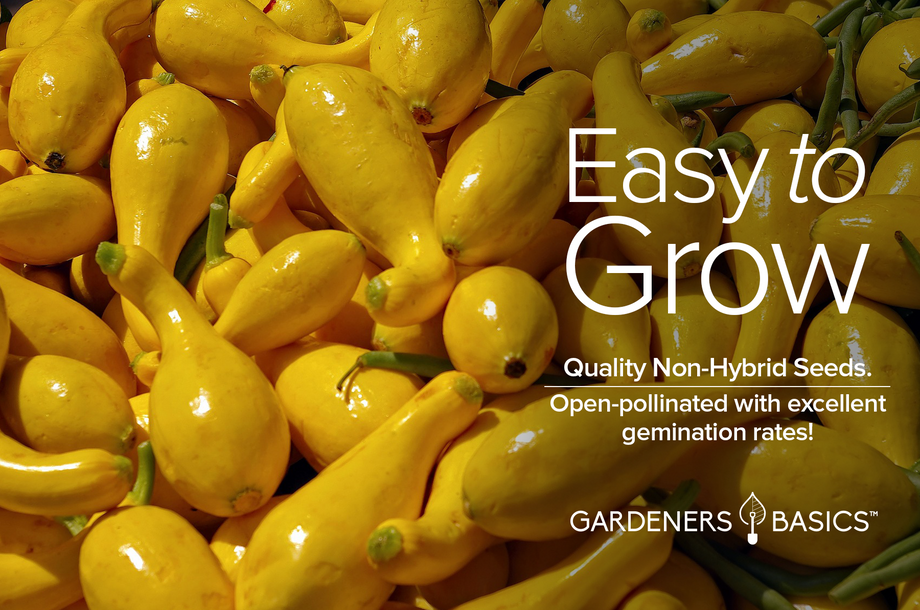 planting yellow crookneck squash seeds Golden Crookneck Summer Squash Seeds For Sale Flavorful & Easy-to-Grow –  Gardeners Basics