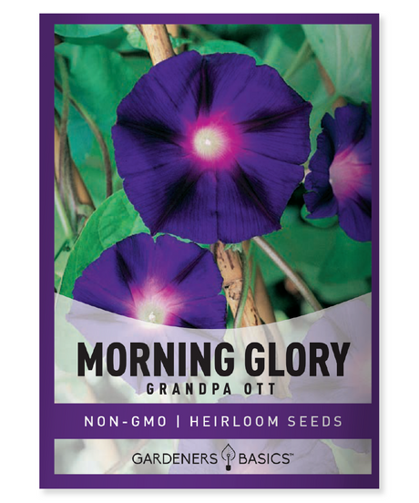 Grandpa Ott Morning Glory Ipomoea purpurea Morning Glory seeds Flower seeds for planting Heirloom variety Purple flowers Twining vine Pollinator-friendly plants Garden transformation Full sun plants Climbing plants Trellis, arbor, lattice Ground cover Annual seeds Fall blooming flowers Summer blooming flowers