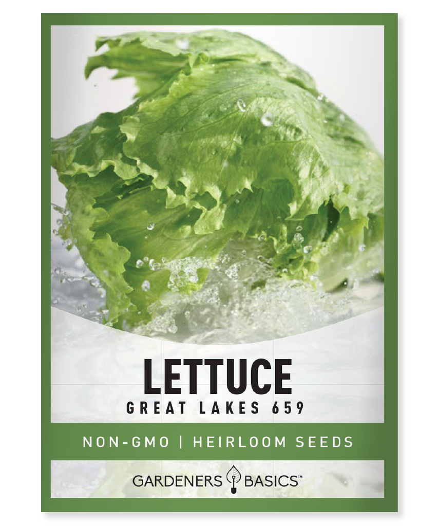 Great Lakes 659, lettuce seeds, head lettuce, seeds for planting, organic seeds, non-GMO seeds, vegetable garden, greenhouse, gardening, fresh lettuce, crisp lettuce, heat-tolerant, nutrient-rich, high germination rate, easy-to-grow, gardening success, salads, wraps, sandwiches, tipburn resistant