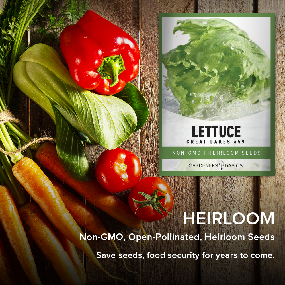 Fresh, Organic Greens Await with Great Lakes 659 Lettuce Seeds