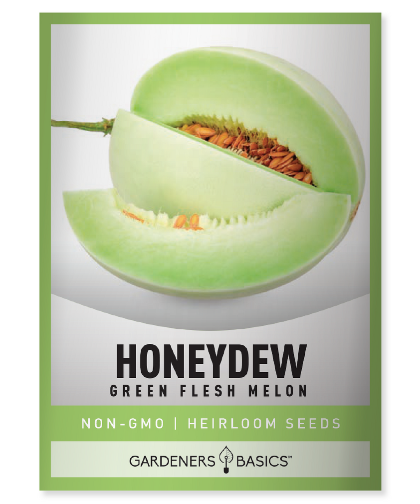 Green Flesh Honeydew Melon Seeds for Planting NonGMO & Heirloom