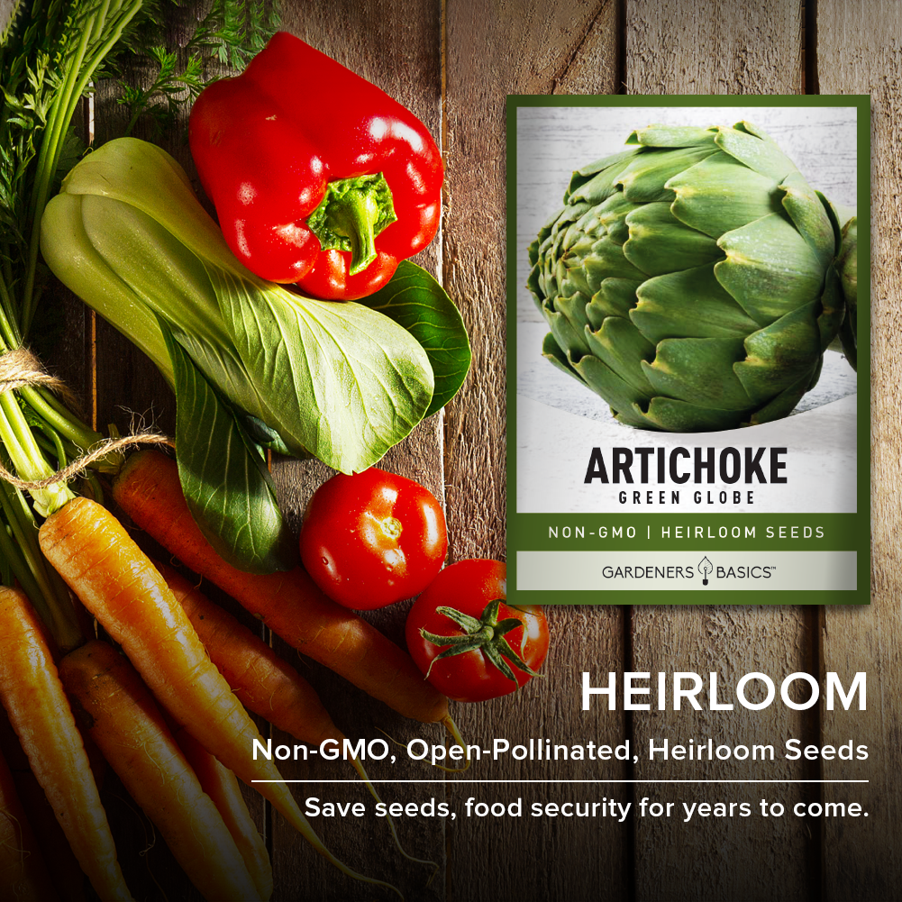 Green Globe Artichoke Seeds: The Perfect Addition to Your Organic Garden