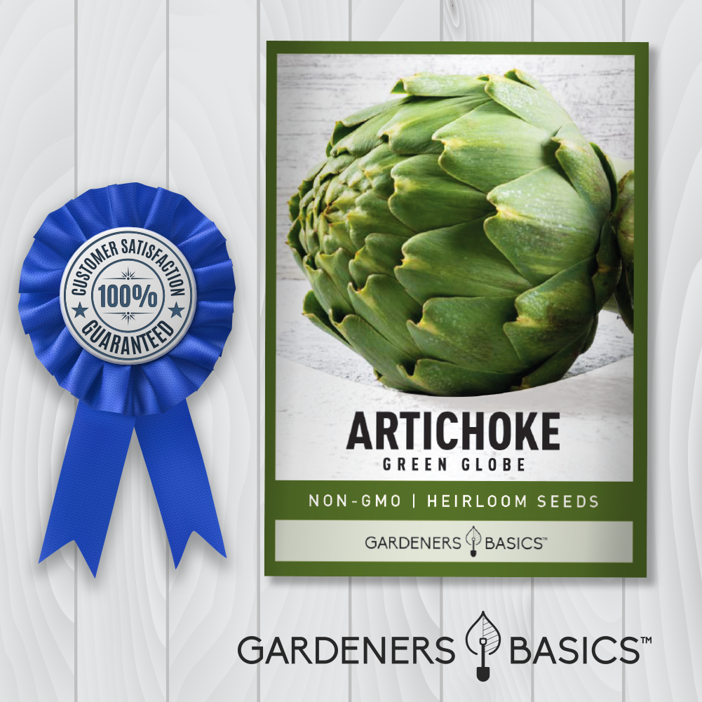 Green Globe Artichoke Seeds: The Ultimate Garden Superfood