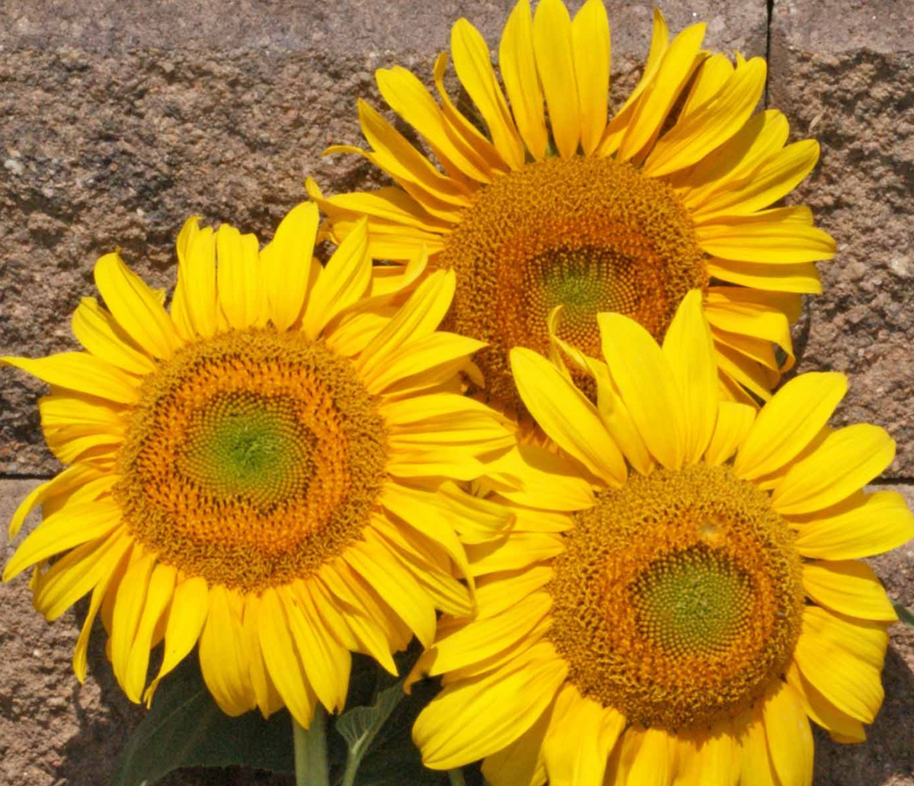 Grey Stripe Sunflower Seeds: Attract Pollinators to Your Garden