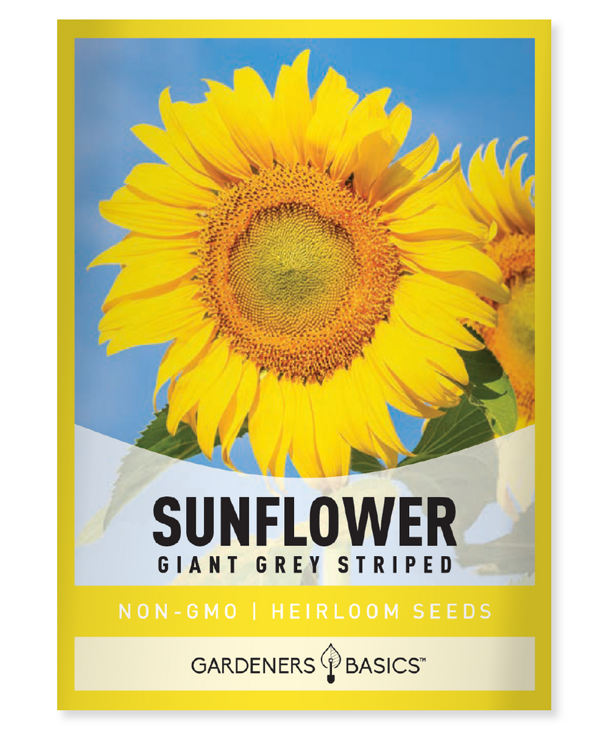 Grey Stripe Sunflower Seeds Mammoth Sunflower Seeds Helianthus annuus Grey Stripe Sunflowers Giant Sunflowers Sunflower Seeds for Planting Sunflower Garden Bee-Friendly Garden Vibrant Yellow Flowers Attract Pollinators Sunflower Growing Tips Tall Sunflowers Large Sunflower Seeds Flower Seeds Annual Sunflowers