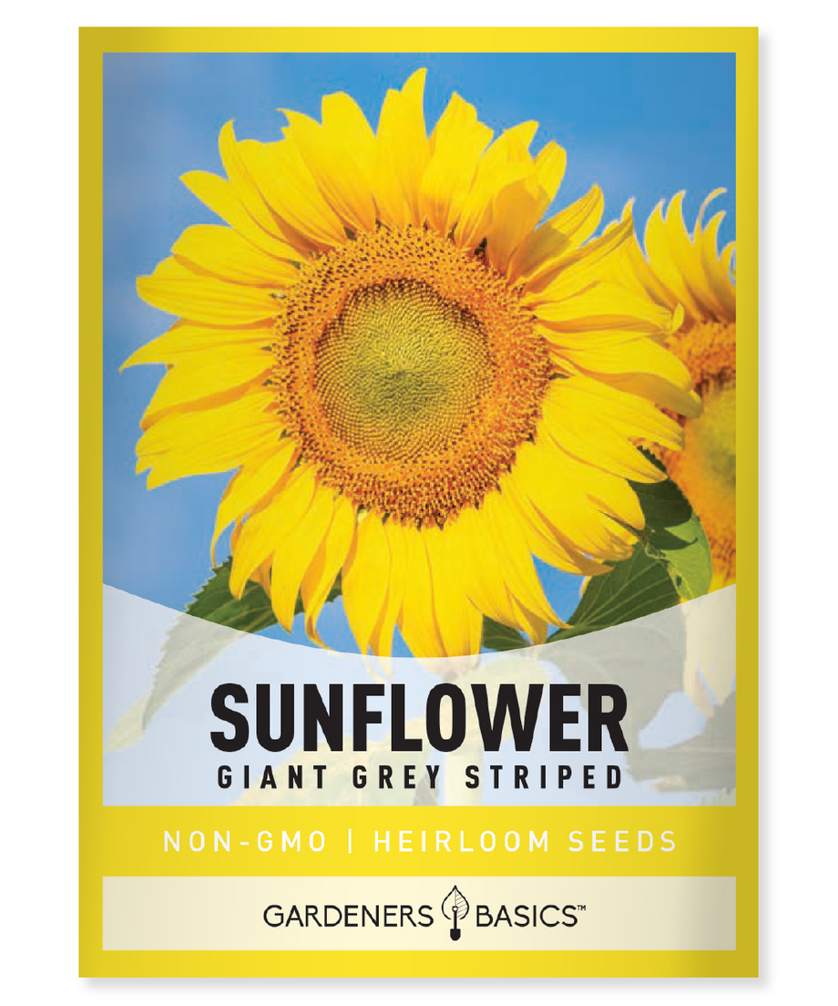 Grey Stripe Sunflower Seeds for Planting - Mammoth Sunflowers