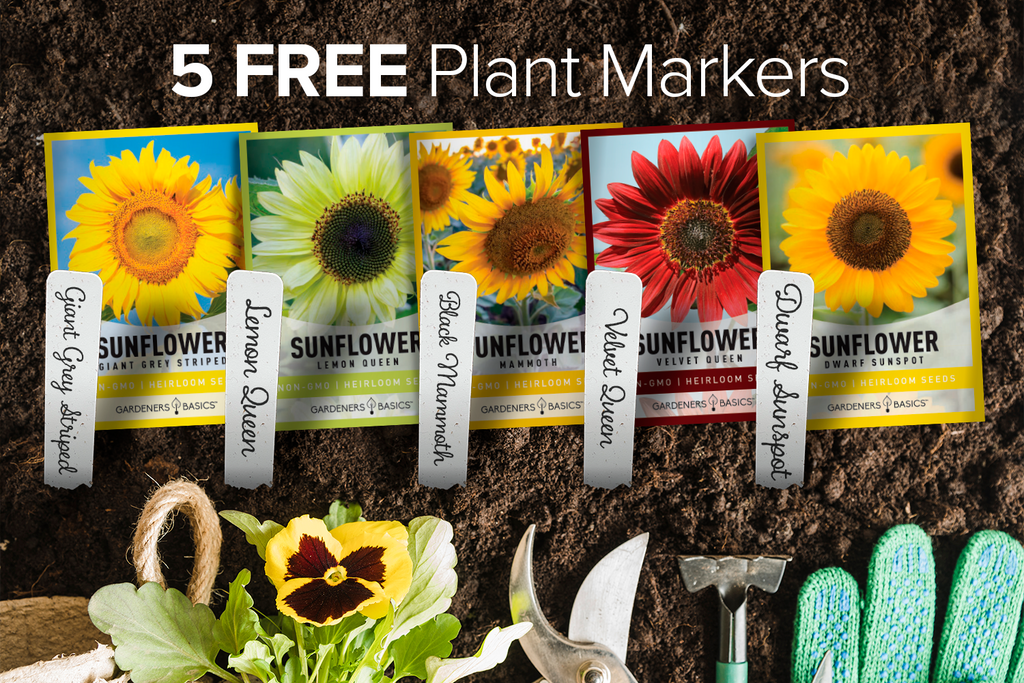 Grow Big and Beautiful Sunflowers with Our 5 Pack of High-Quality Seeds