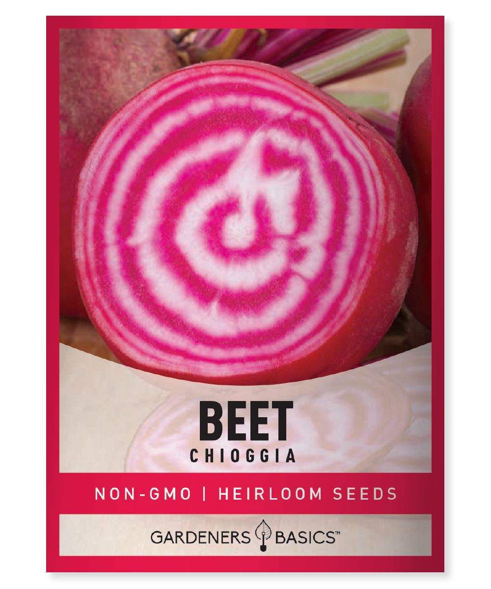 Chioggia beet seeds Chioggia beets Chioggia beet planting Candy-striped beets Heirloom beet seeds Non-GMO beet seeds Organic beet seeds Beet seeds for planting Beetroot seeds Chioggia beet growing Striped beet seeds Garden beet seeds Chioggia beetroot Beet planting guide Gourmet beets Superfood beets Nutrient-dense beets Beet gardening Vegetable garden seeds Heirloom beetroots