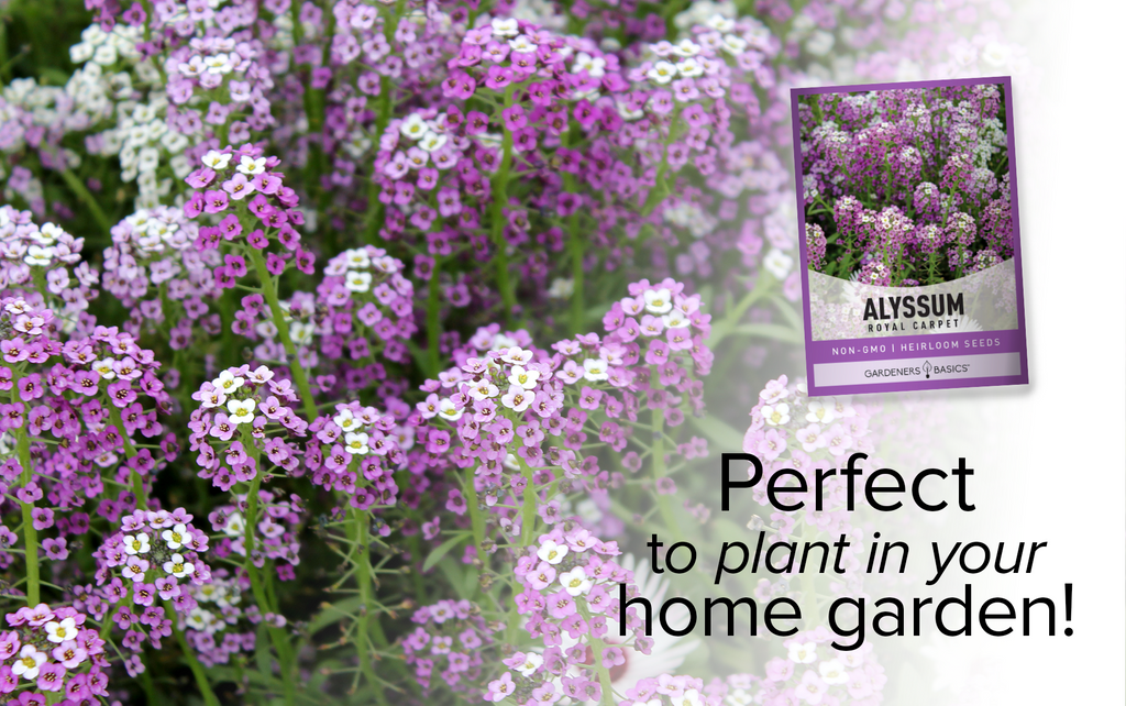 Buy Royal Carpet Dwarf Sweet Alyssum Seeds and Elevate Your Garden Design