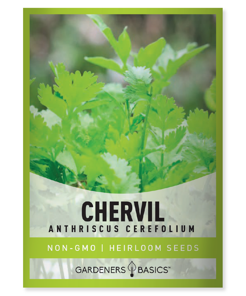 Chervil herb seeds, Anthriscus cerefolium, Chervil seeds for planting, Chervil garden, French fines herbes, Aromatic herbs, Anise-flavored herbs, Chervil cultivation, European herbs, Chervil essential oil, Chervil leaves, Fragrant garden, Culinary herbs, Apiaceae family, Chervil root