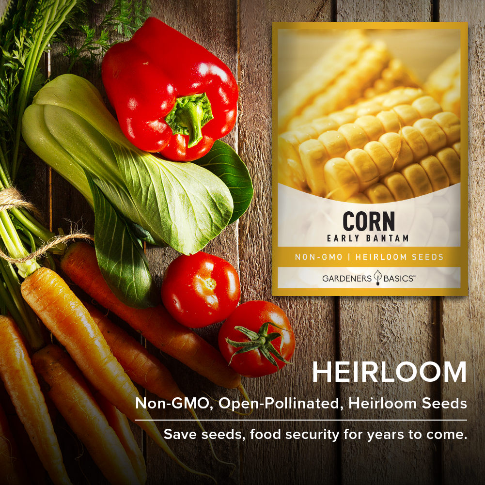 Heirloom Sweet Corn Made Easy: Early Golden Bantam Corn Seeds