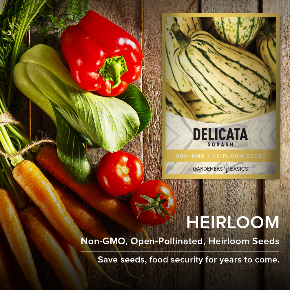 planting delicata squash seeds Delicata Squash Seeds for Planting: Heirloom Quality, Non-GMO For Sale – Gardeners Basics