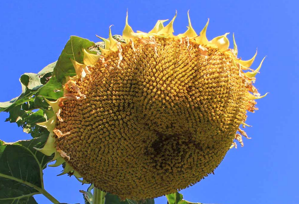 Plant and Harvest: Mongolian Giant Sunflower Seeds for Your Garden and Kitchen