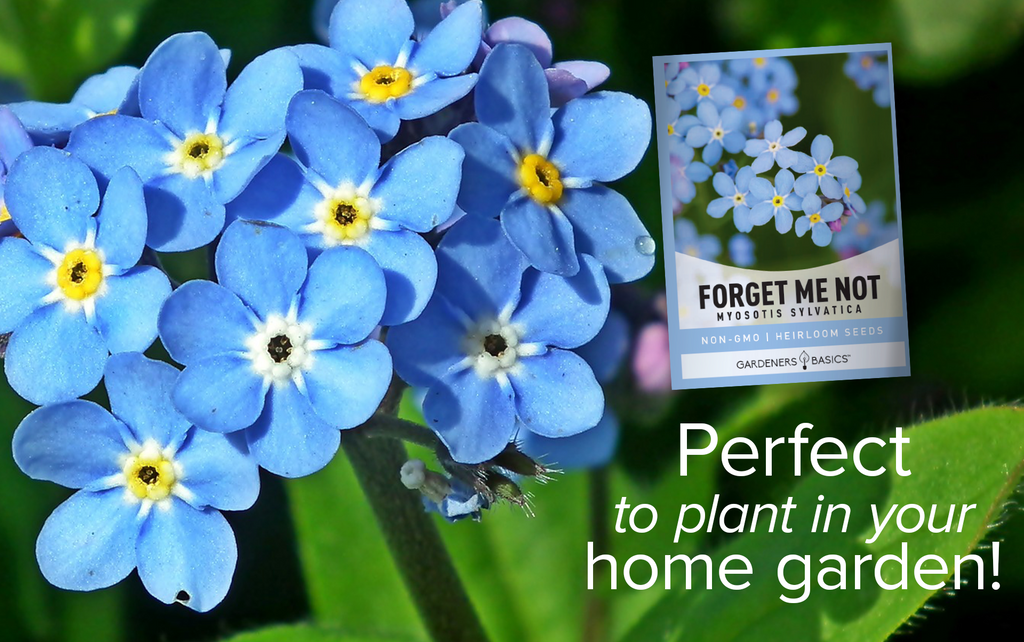 Plant Forget Me Not Seeds: Enjoy the Delightful Blooms of Myosotis Sylvatica