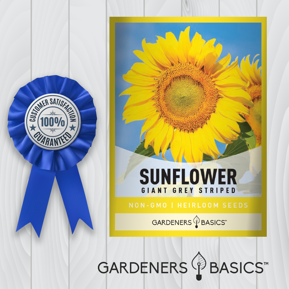 Grey Stripe Sunflower Seeds: A Must-Have for Sunflower Enthusiasts